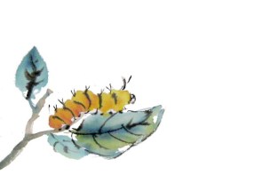 Butterflies