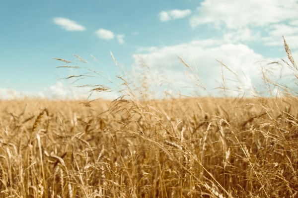 in_the_field_1080